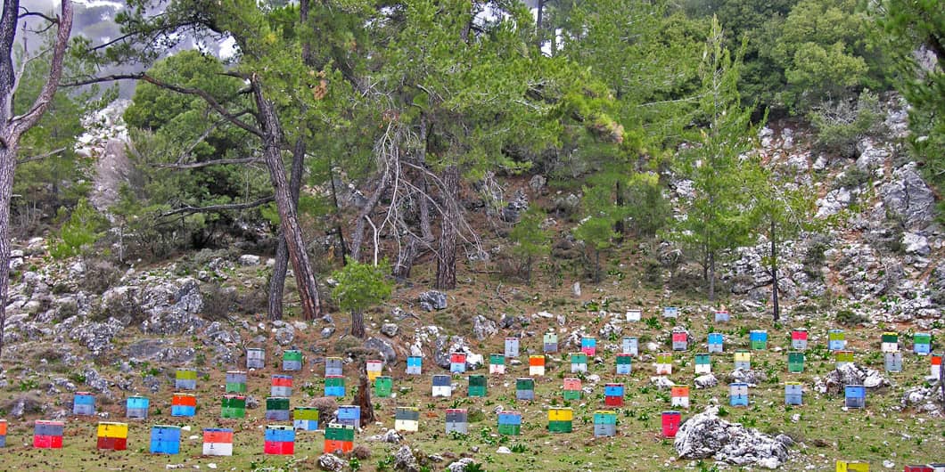 Selakano forest