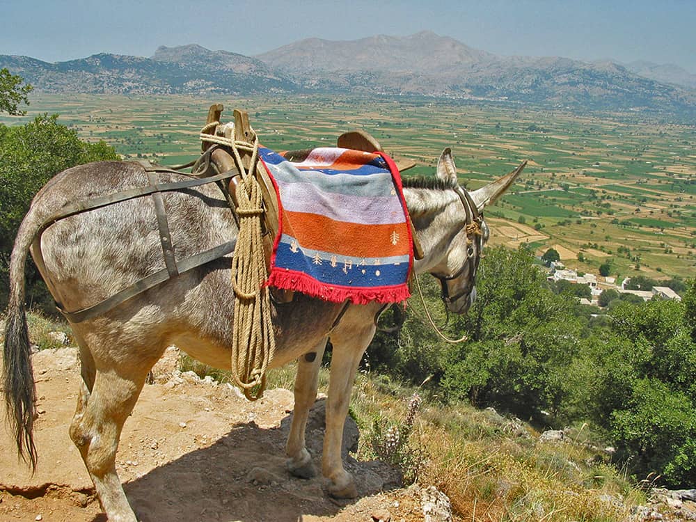 Lasithi Plateau