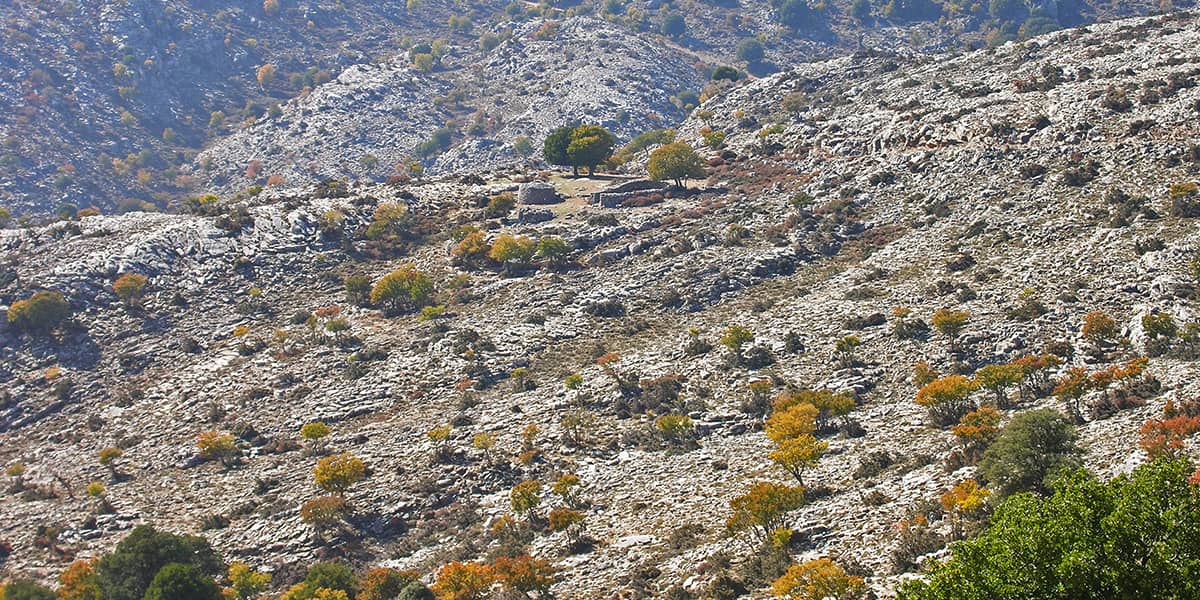 Psakofarango