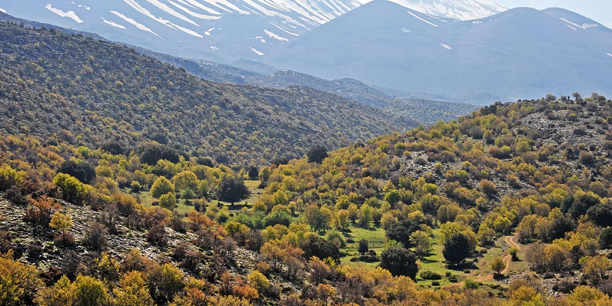 The Forest of Trygiodo-Vroulidia